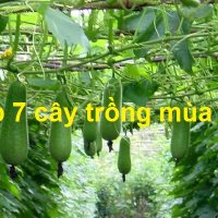 Top 7 loại rau thích hợp trồng vào mùa mưa - Chậu nhựa Thành Công