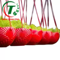 CHẬU TREO SÒ ĐỦ MÀU GIÁ SỈ 