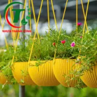CHẬU TREO SỌC ĐỦ MÀU GIÁ SỈ