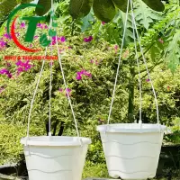 CHẬU TREO SÓNG BIỂN
