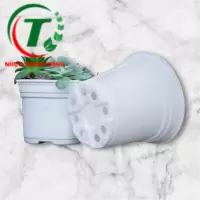 Chậu có vành TTK 120 