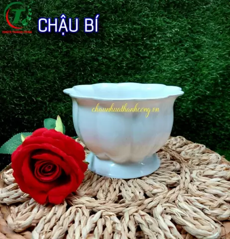 Sản phẩm Chậu Bí