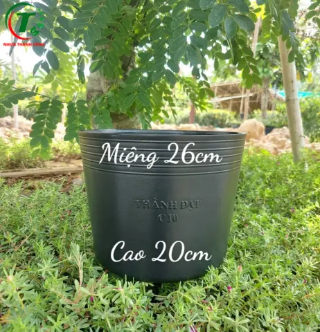 Sản phẩm C10L - CHẬU THÀNH ĐẠT