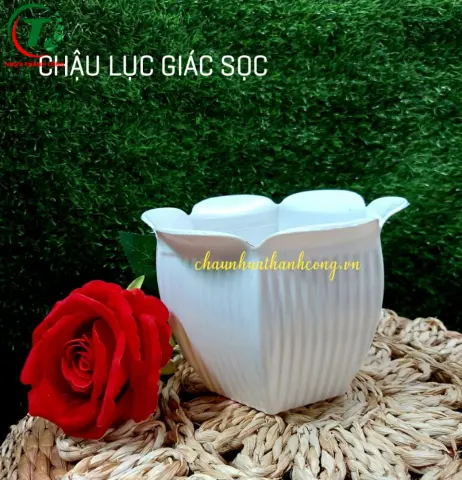 Sản phẩm Chậu lục giác sọc ( mẫu mới )